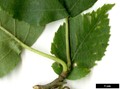 SpeciesSub: subsp. albosinensis SpeciesSub: subsp. albosinensis